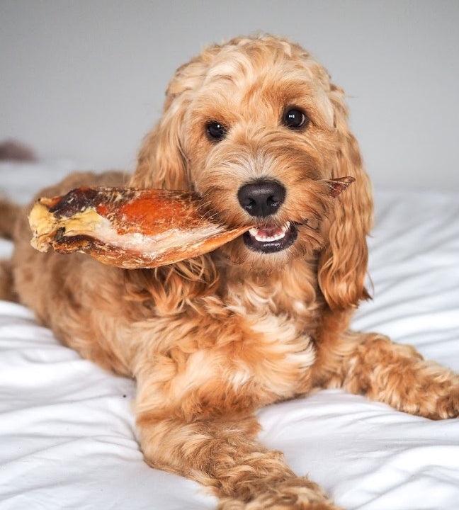 Anco Moon Bone Large