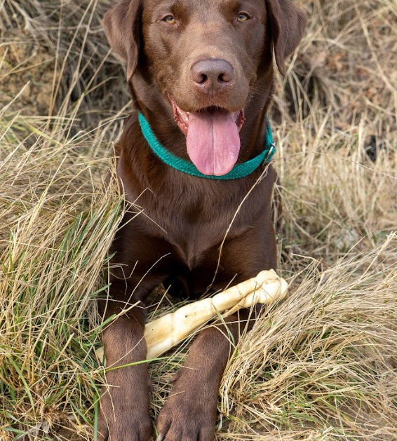 Anco Naturals Buffalo Roll - Large