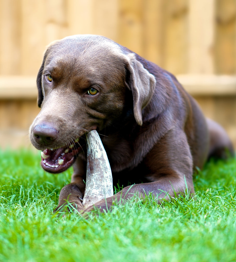Anco Naturals Cow Horns