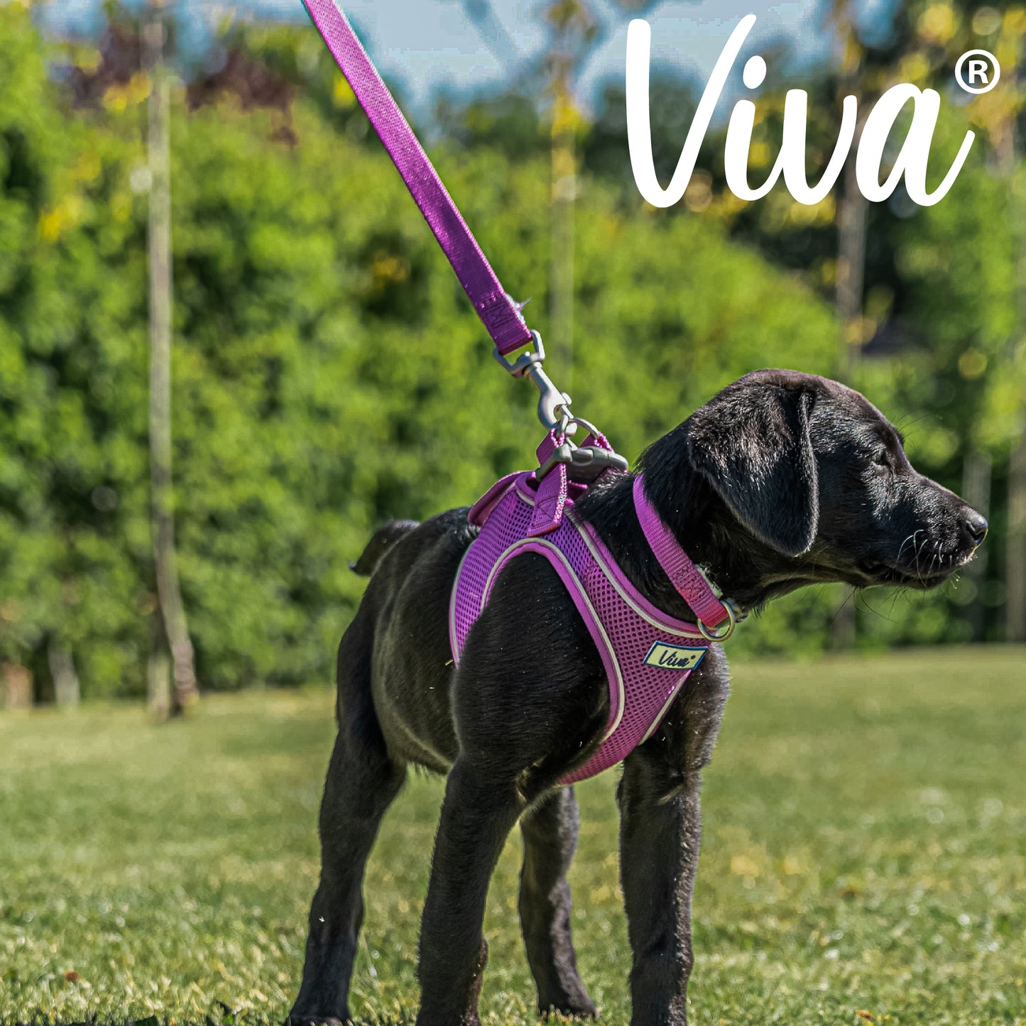 Ancol Viva Padded Lead Purple 1mx12mm