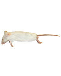 Mice - Medium (15-22g) (5)