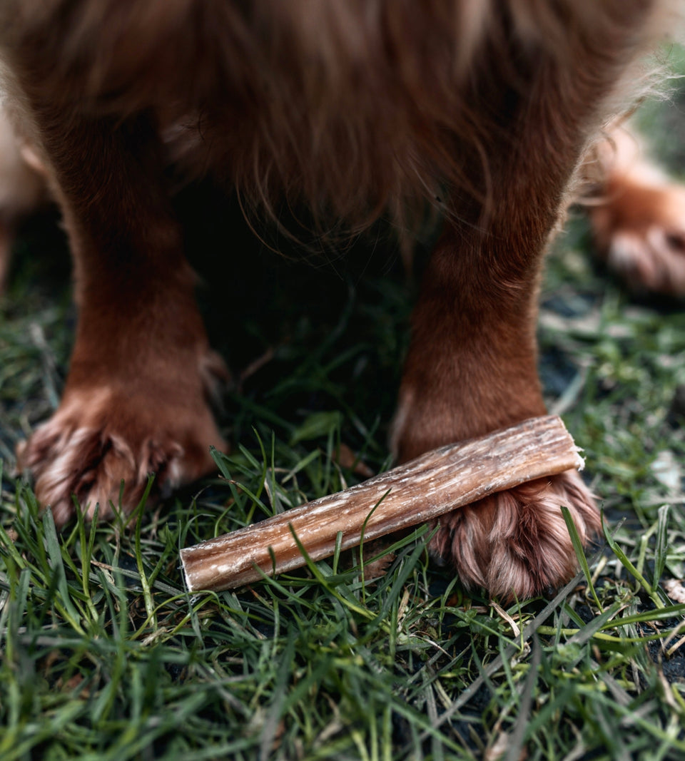 Anco Naturals Bully Pizzle Sticks