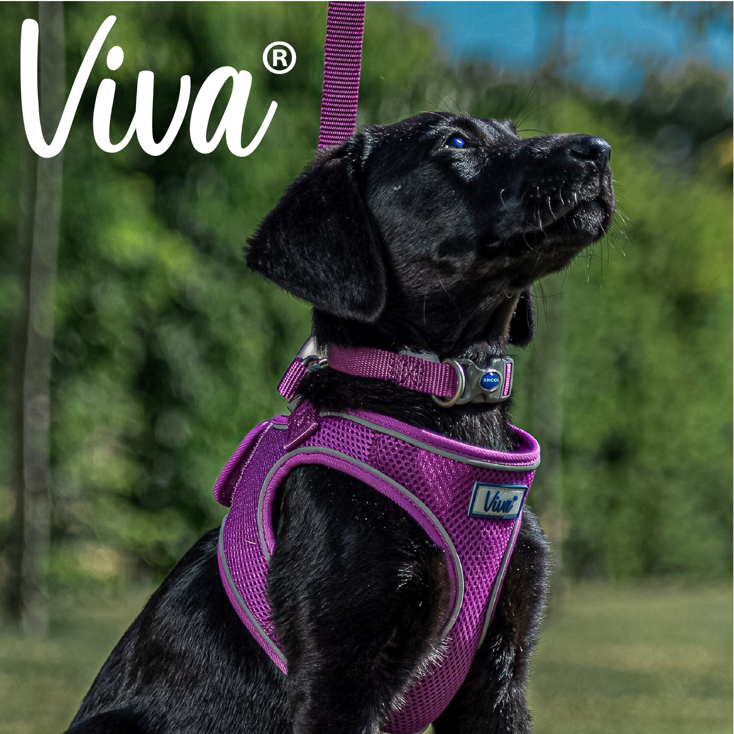 Ancol Viva Adjustable Collar Purple 20-30cm Size 1-2