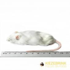 Mice - Jumbo (30g+)