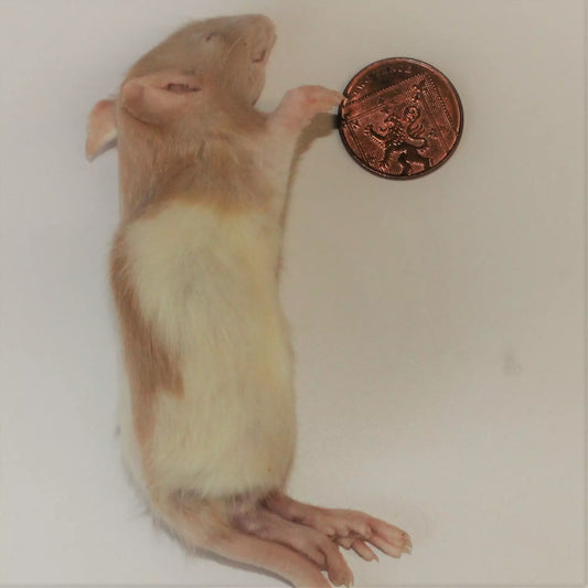 Rats - Large Weaner (60-90g) X10