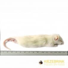 Rats - Large Weaner (60-90g)