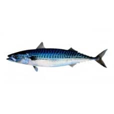 Kiezebrink Mackerel 1kg