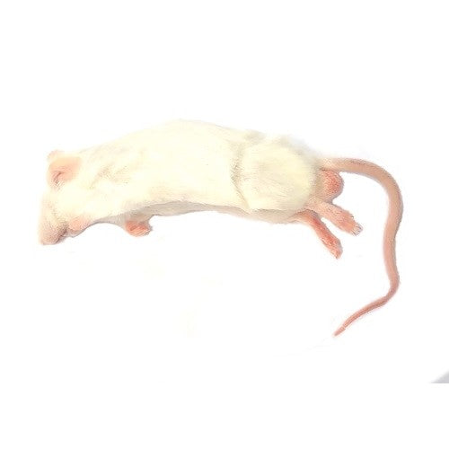 Small Mouse